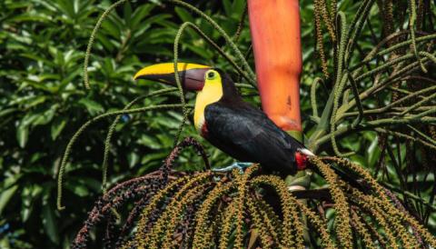 Essencial Tortuguero