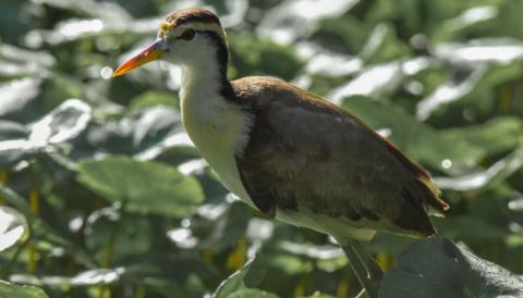 caminata por el sendero tortuguero