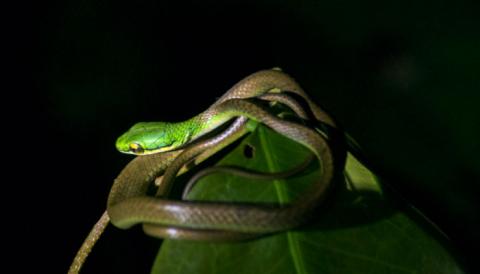 caminata nocturna tortuguero