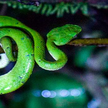 tour tortuguero costa rica