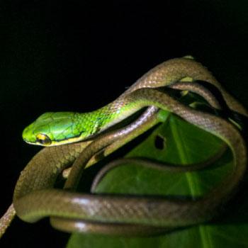 caminata nocturna tortuguero